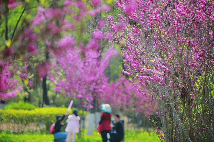 Die Liste der ersten Freigabe- und Sharing-Pilotprojekte für städtische Parks und Grünflächen in Shandong veröffentlicht